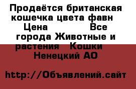 Продаётся британская кошечка цвета фавн › Цена ­ 10 000 - Все города Животные и растения » Кошки   . Ненецкий АО